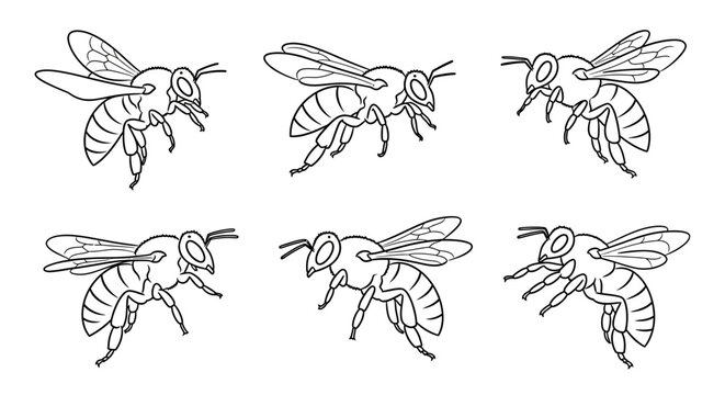 Honey bee line art, set of hand-drawn insect vector illustrations