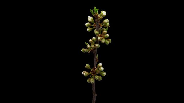 Time Lapse of flowering plum on black background. Spring timelapse of cherry flowers