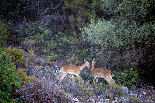 Rhodes, Greece two spotted fallow deer dama dama standing in profile beside large green bushes and small dry branches scattered across the rocky ground surface representing the local fauna population