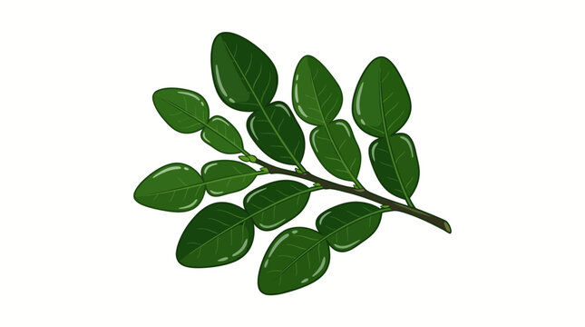 Green leafy branch with oval leaves.