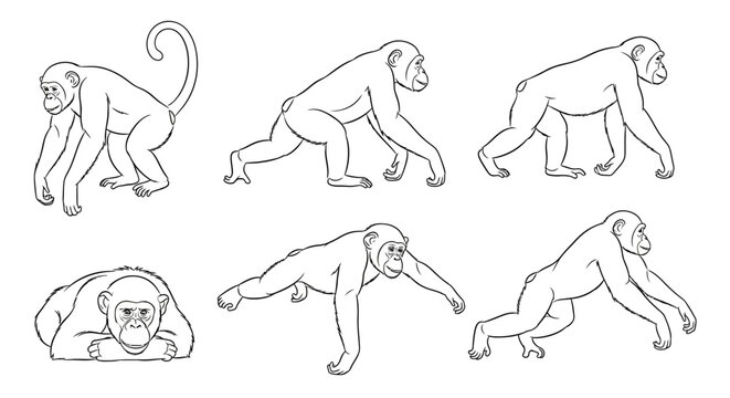 Chimpanzee line art set, collection of monkey poses for design