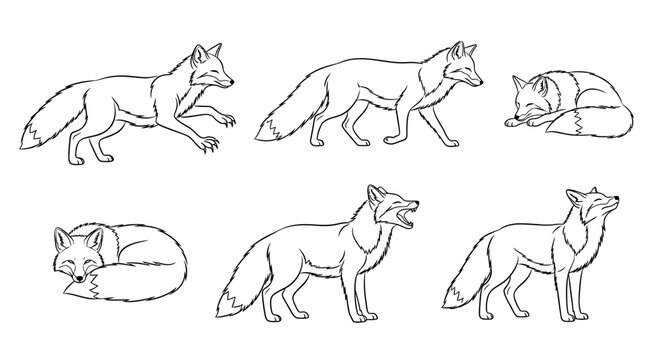 Fox set, hand drawn line art illustration of wild animals