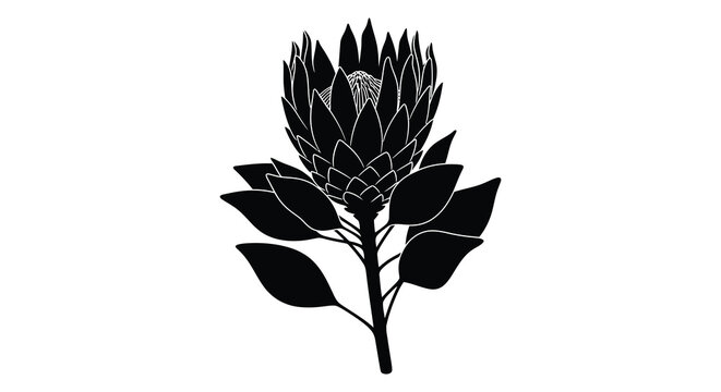 King protea flower and leaves black silhouette on a white background high quality