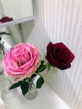 Pink and red rose flowers in vase elegant valentine love romantic still life