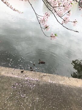 Cherry blossom petals falling on river water with duck swimming in spring