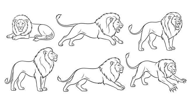 Lion poses set, hand-drawn vector illustration of wild cats