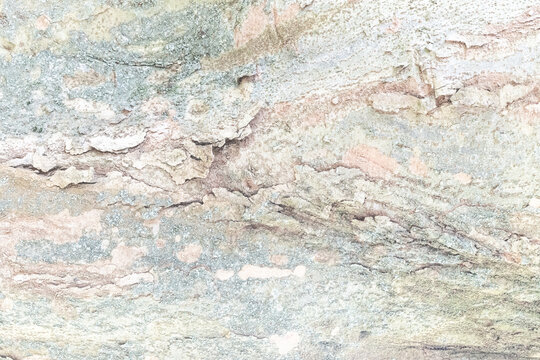 Minimal Light Bark Texture of Zelkova carpinifolia in Soft Neutral Tones