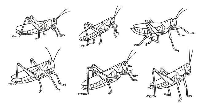 Grasshopper set, hand-drawn vector illustrations of insects for design projects