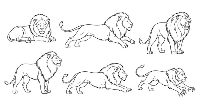 Lion set, hand drawn sketch of wild cat poses for design