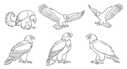 Fototapeta premium Eagle line art set, collection of hand-drawn raptor bird illustrations
