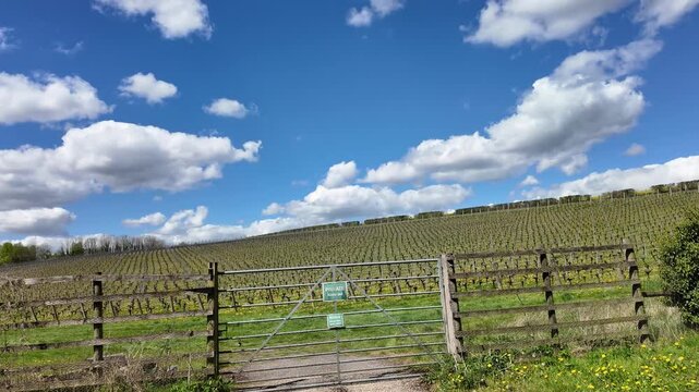 Leckford Stockbridge Hampshire UK. 28.04.2026. Video. Major retailer owned vines producing a sparkling wine for sale in the company stores around the UK.