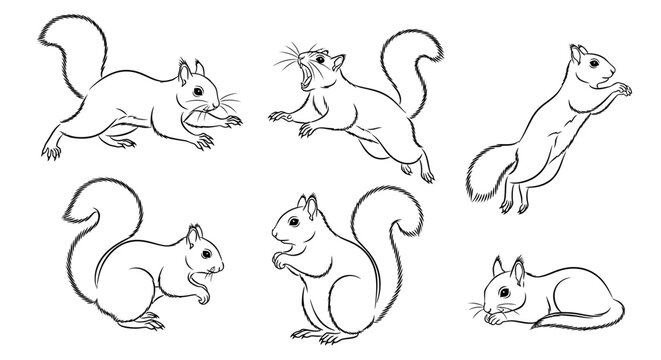Squirrels Set Line Art Isolated White Background