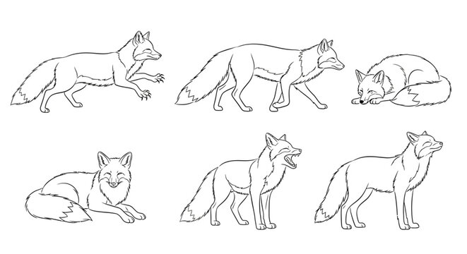 Fox line art set, collection of hand-drawn wild animal poses