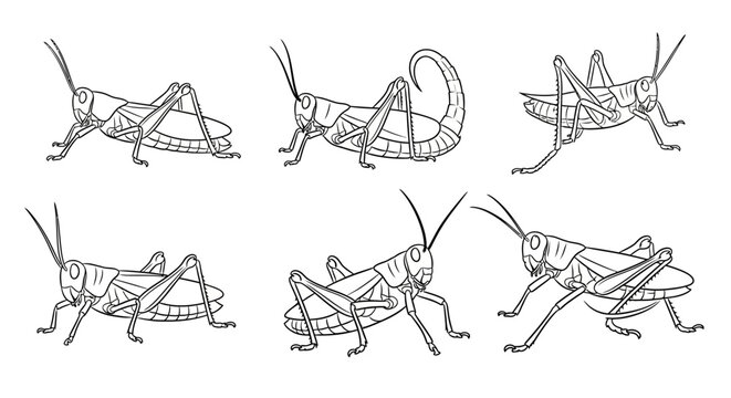 Grasshopper illustration set, hand drawn insect collection for graphic design