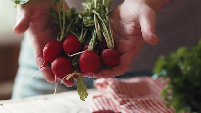 Close-up of male hands holding a bunch of fresh organic red radishes with green leaves, 4k footage.