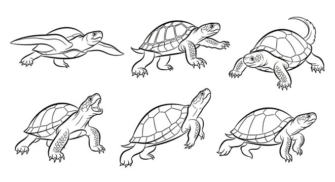 Turtle Illustrations: Diverse Poses and Actions
