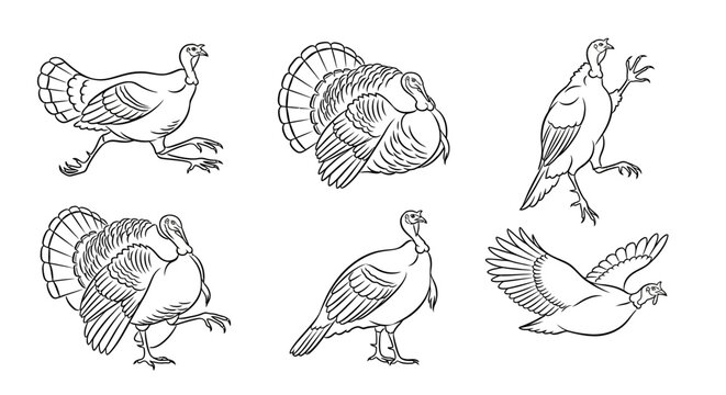 Turkey Drawings: Diverse Poses for Festive Designs