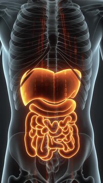 Dynamic 3D animation of human digestive system and liver glowing with binary code data stream, representing health and digital health technology, seamless loop
