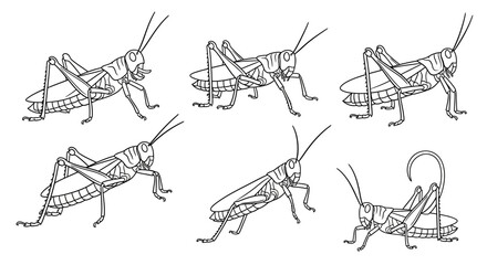 Fototapeta premium Grasshopper line art set, detailed insect vector illustrations