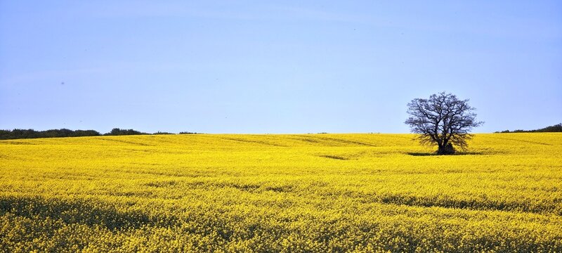 Einsamer Baum auf Rapsfeld