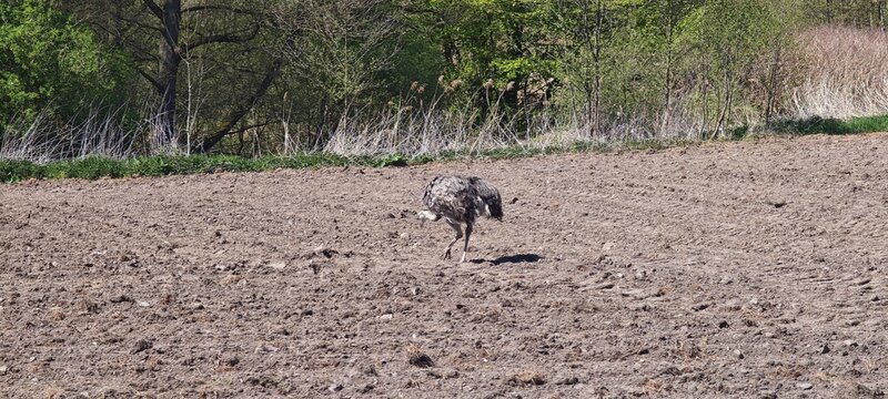Wildlebender Nandu