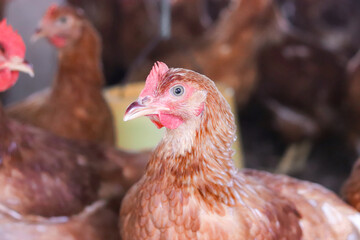 Close up of brown chicken in chicken farm © maybeiii