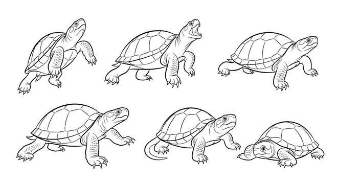 Turtle set, hand-drawn vector sketches of different tortoise poses
