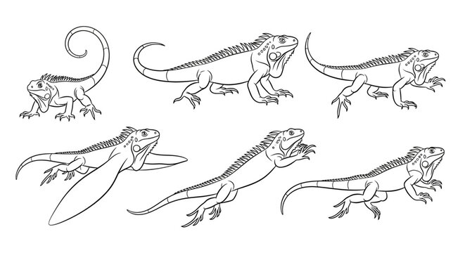 Iguana set, collection of hand-drawn lizard illustrations for design projects