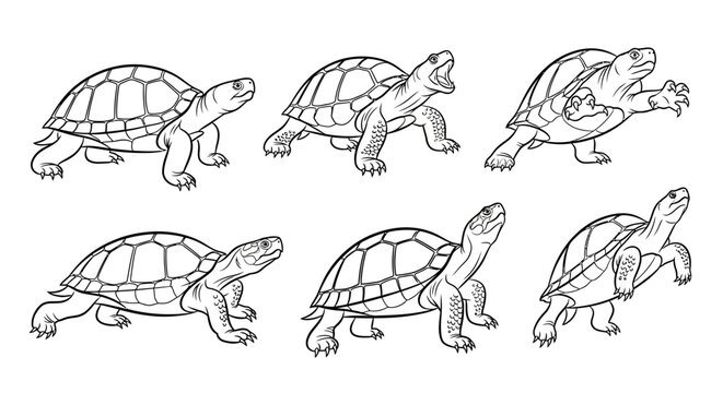 Tortoise poses, illustration, vintage style