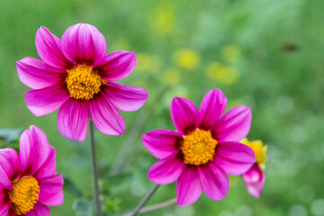 Obraz premium Dahlia flowers bush in the garden. Pink colored flower bud. Petal Plant bloom.