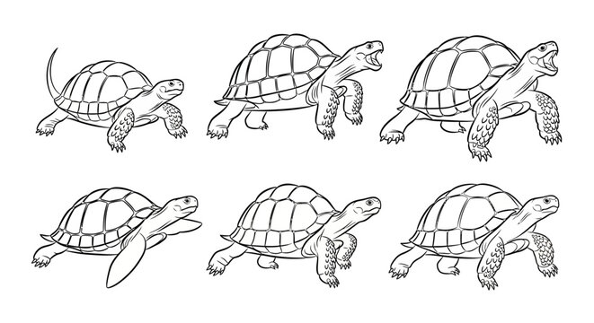 Turtle drawings, set of hand-drawn tortoises in different poses