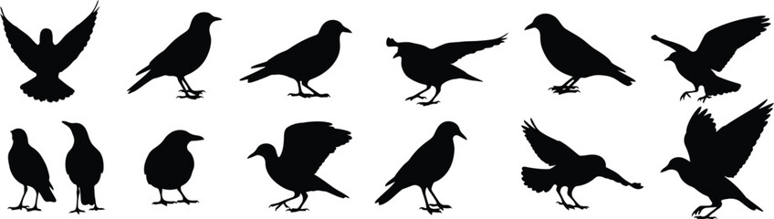 Fototapeta premium Black bird silhouettes a collection of poses and wing positions