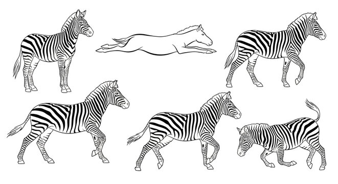 Zebra sketches, collection of hand-drawn wild animal illustrations