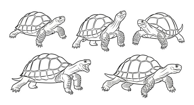 Tortoise sketches, set of hand drawn turtles in various poses