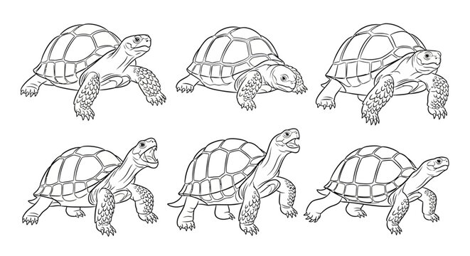 Turtle illustration, set of hand-drawn tortoise poses for design