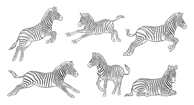 Zebra drawings, set of hand-drawn vector illustrations for design projects