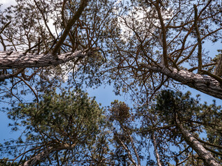 Fototapeta premium Looking up at pine trees canopy with branches framing blue sky, natural forest background, perspective view from below.