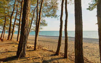 Obraz premium Forest coast in Pitsunda, Abkhazia