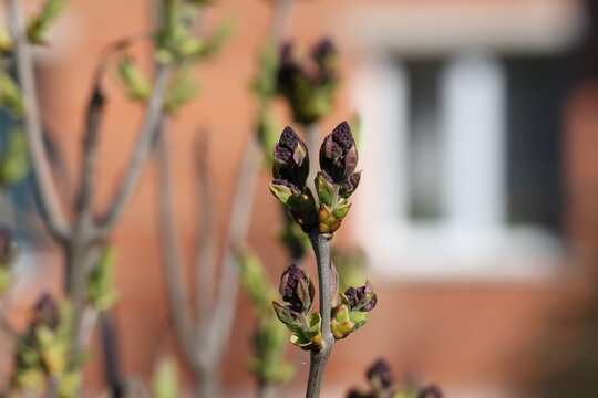 Unopened lilac buds forming on branch in spring natural environment, Syringa vulgaris