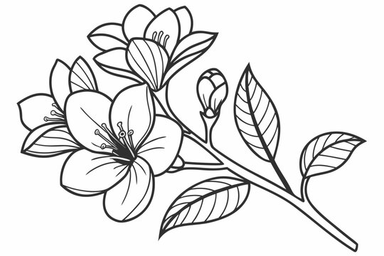 coloring page line art the gardenia flower black vector