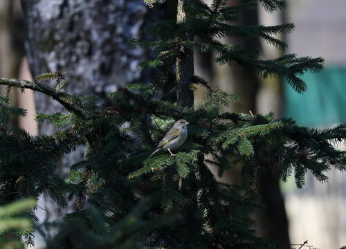 Greenfinch perched within textured spruce branches creating natural camouflage, Chloris chloris