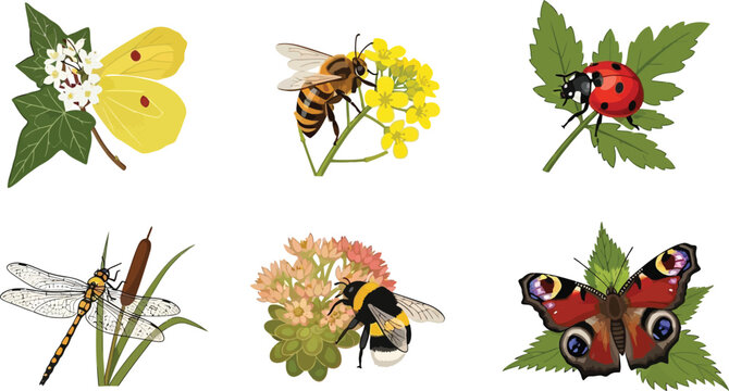 Adobe Illustrator Artwork