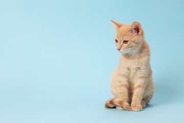 Fototapeta premium Adorable ginger cat on light blue background, space for text
