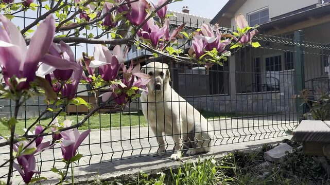 Golden retriever sitting behind metal fence in suburban backyard, looking through blooming magnolia tree branches on sunny spring day, calm and protective mood, home security and domestic lifestyle 