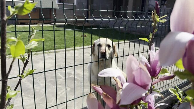 Golden retriever sitting behind metal fence in suburban backyard, looking through blooming magnolia tree branches on sunny spring day, calm and protective mood, home security and domestic lifestyle 