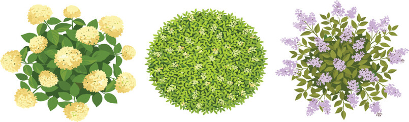 Fototapeta premium Top-down view of three distinct flowering bushes yellow roses, lush green foliage, and delicate purple lilac, showcasing nature's floral diversity