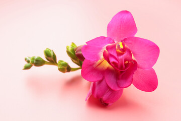 Fototapeta premium Beautiful freesia flowers on pink background, closeup