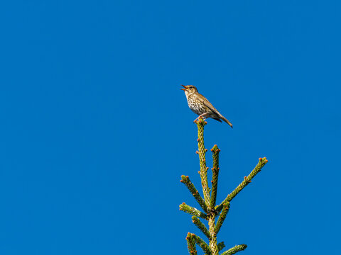 Song thrush singing on treetop against blue sky