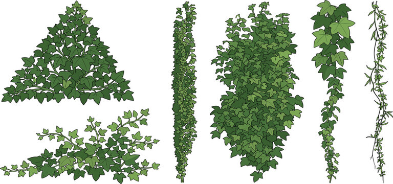 Collection of various green ivy vine plant illustrations against a white background