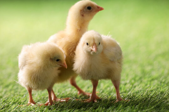 Baby animals. Cute chicks on green grass outdoors